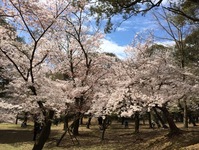 Kersenbloesem bomen park Nara Japan Djoser