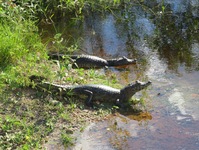 Pantanal kaaimannen