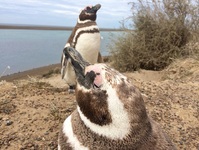 Penguins bij Punta Tombo in Argentinië