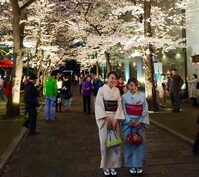 Kersenbloesem Kyoto Japan Djoser