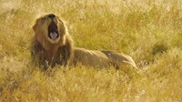 Gapende leeuw Etosha NP