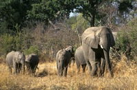 rondreis zimbabwe