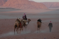 Jordanië kamelen Djoser