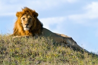 Big Five Leeuw Safari rondreis Afrika