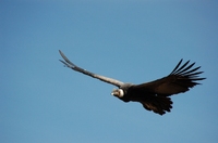 Condor Colca Canyon Peru Djoser