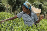 Fietsreis Sri Lanka Nuwara Eliya 