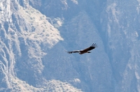 Condor Colca Canyon Peru Djoser