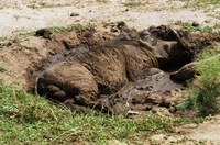 Lake Mburo zwijn Oeganda