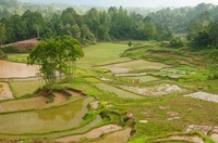 Rijstvelden Tana Toraja Sulawesi