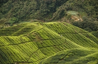 Foto van de Cameron Highlands, natuur in Maleisië