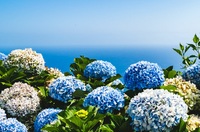 Bloemen Madeira Portugal