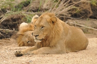 Leeuwen Kruger nationaal park Zuid-Afrika