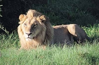kenia leeuw masai mara djoser