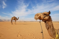 Kamelen tocht Marokko
