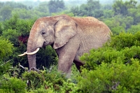 Olifant, Kruger, National Park