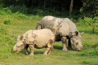 Neushoorn met jong Chitwan nationaal park Nepal Djoser