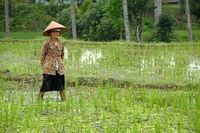 Bali Ubud rijstvelden Djoser 