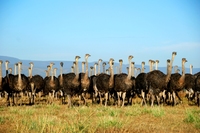 Oudtshoorn struisvogel Zuid-Afrika