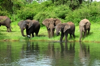 Olifanten Chobe nationaal park Botswana