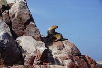 Zeehond Ballestas-eilanden Peru