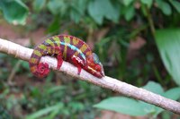 Kameleon Madagaskar