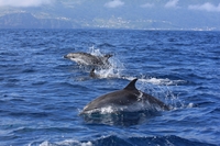 Dolfijnen spotten Azoren vanuit Horta Azoren Djoser