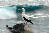 Nazca boobie bird, Galapagos, Ecuador