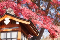 Herfstkleuren tempel Japan
