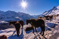 ruthang pass manali leh