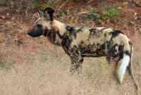 Wilde hond Kruger Zuid-Afrika Djoser