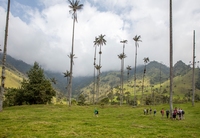Salamina palmbomen Colombia