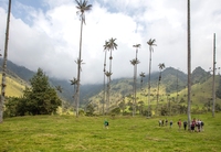Cocora palmen Colombia