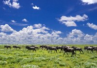 Gnoe migratie Serengeti