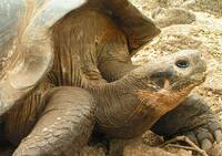 Galapagos schildpad