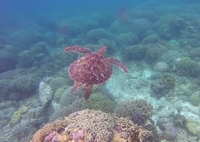 Schildpad gili indonesie family djoser