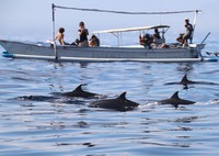 Dolfijnen Lovina Beach Indonesië