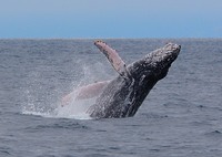 Walvis Ecuador