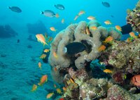 Snorkelen in Aqaba Jordanie