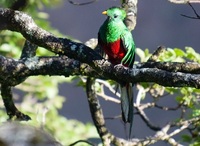 Quetzal Vogel Cost Rica