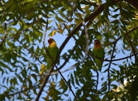 tanzania mto wa mbu vogels