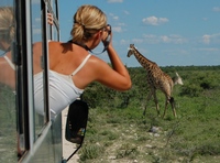 Giraffe safari