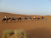 Erg Chebbi woestijn Marokko kamelen