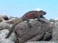 Leguaan Galapasgos Ecuador