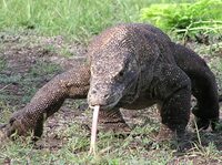 Komodovaraan