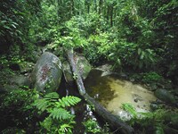 Australië Cape Tribulation Kaap der Ellende Djoser rondreizen