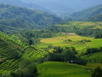 Rijstvelden Indonesie 