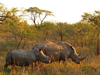 Witte neushoors Marakele nationaal park Zuid-Afrika Djoser