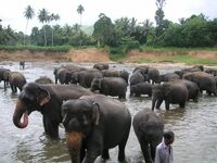 Olifanten opvang Sri Lanka djoser 