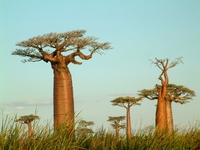 Baobab Madagaskar