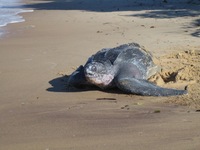 Schildpadden Galibi Suriname